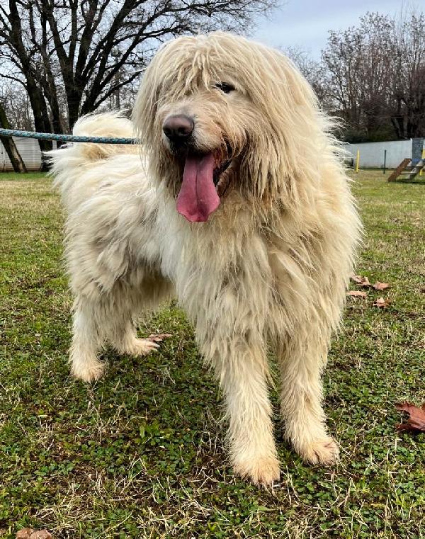 BELLE BELLISSIMO MAREMMANO Foto 3